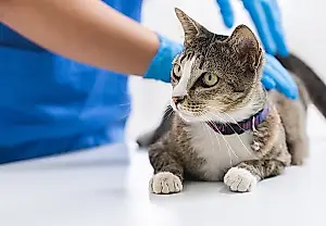 ¿Cuánto cuesta esterilizar a una gata en Estados Unidos?