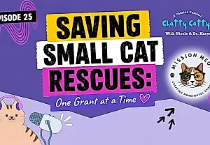 Misión para salvar gatos: cómo Mission Meow está cambiando las reglas del juego