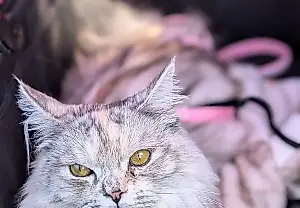 Kizzy, la gata: una profesional peluda y toda una estrella