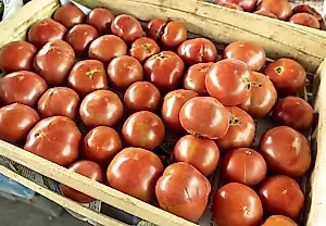 Un agrónomo desvela el secreto para obtener una doble cosecha de tomates