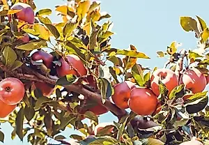 Cómo sujetar las ramas sin soportes: consejos de un agrónomo