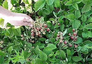 Fresas, fresillas y Victoria: ¿quién es quién en tu frutería?