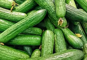 Una horticultora experimentada explica cómo abonar los pepinos en julio