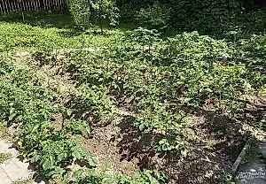 La estrategia secreta para una cosecha récord de patatas