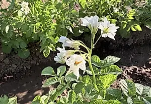El agrónomo Terentyev zanja la cuestión: ¿hay que quitar las flores de las patatas?