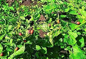 Tres formas de acabar con el escarabajo de la patata de Colorado: consejos del agrónomo Arefiev