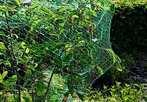 11 formas de salvar la cosecha: protege el jardín de los pájaros y las avispas