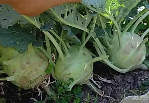 Agrónomos señalan una hortaliza infravalorada para plantar en julio