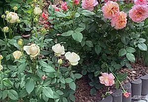 Cómo evitar que el calor de julio acabe con el rosal