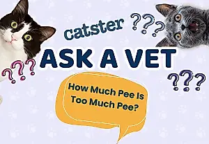 ¿Cuántas veces debe hacer pis una gata?