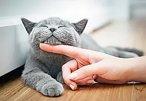 Feline Quality of Life (FelQoL): una nueva forma de cuidar a los gatos