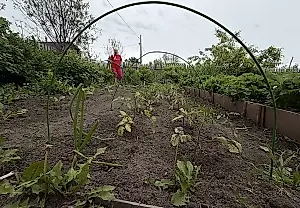 Двойной урожай с огорода: как июльские посевы спасают сезон