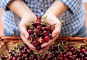 ¿Con qué sustituirán las cerezas turcas en Rusia?