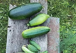Cómo conservar los calabacines hasta el próximo verano: consejos de una jardinera experimentada
