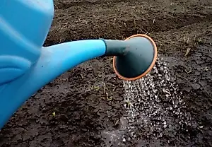Cómo regar correctamente los tomates: cuidados después del trasplante