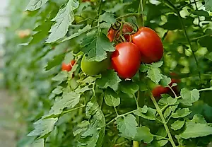 Temporada del tomate 2026. Consejos de un agrónomo: cuándo y cómo plantar los semilleros