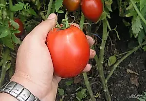 Perspectivas de cosecha. Tomates y pepinos en 2026: qué plantar en el invernadero y en el huerto