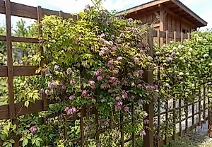 El sueño del jardinero perezoso: clemátides alpinas sin complicaciones