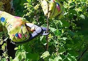 Cambio al modo verano en el jardín: qué hacer a principios de junio