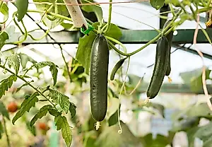 Vecinos incompatibles: con quién no se llevarán bien los tomates y los pepinos