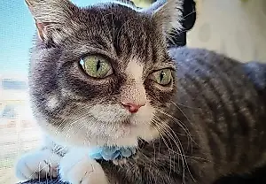 Una gata llamada Winky: una pequeña favorita con una gran misión de rescate