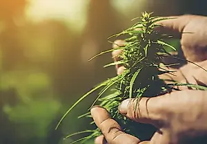 Fitomagia contra la botella: los cannabinoides frenaron el alcoholismo (en ratas)