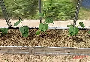 Sembrar a escondidas: qué hacer en la dacha el día de Falaley, patrón de los pepinos