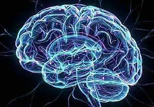 Un escáner cerebral fetal predice el vocabulario del niño