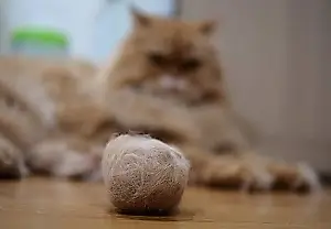 Formas sorprendentemente sencillas de ayudar a un gato con bolas de pelo