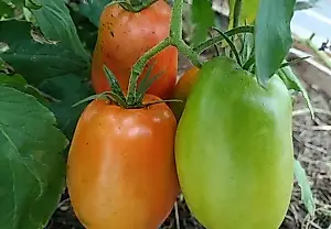 Los tomates verdes madurarán en casa: una jardinera revela un método sencillo