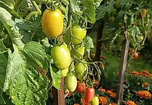 Tomates verdes: un aperitivo que salva la cosecha
