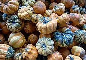 No arranques las cucurbitáceas: cómo prolongar la cosecha y preparar los frutos para el invierno