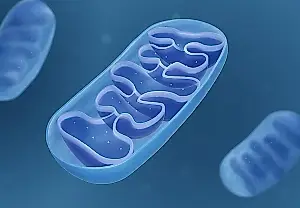 El cerebro echa más grasa al fuego