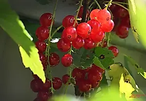 Смородину режут не наугад