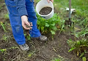 Abonado otoñal del jardín y el huerto: cómo preparar el suelo y las plantas para el invierno