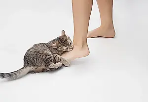 Почему кусается кот