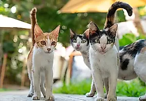 Как коты учили будущих врачей