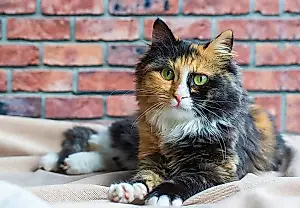 Qué pasa por la cabeza de un gato