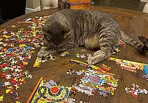 Коты переписали физику