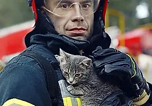 Gatos, hamburguesas y un terremoto