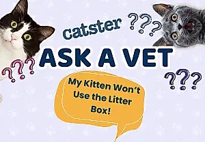 Por qué un gatito no usa el arenero: consejos de una veterinaria