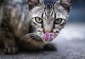 Tu gato no es tiquismiquis: su nariz simplemente se aburre