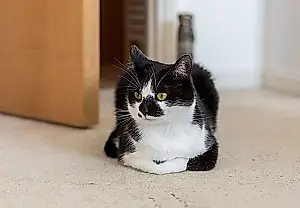 El misterio del gato hecho pan: qué significa la «postura de hogaza» y cuándo preocuparse
