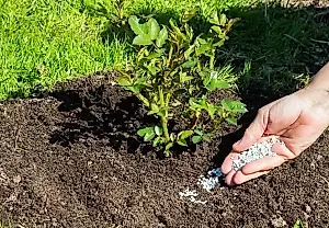 Какие удобрения в августе смертельно опасны для урожая?