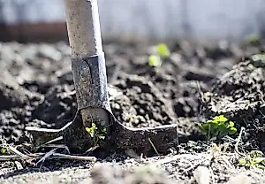 El agrónomo Terentiev aconseja qué hacer con las ramas rotas