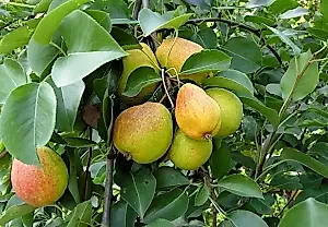 El agrónomo Terentiev revela el principal error al recoger peras de verano