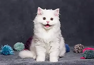 ¿Cómo saber si tu gato es feliz?