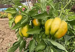 La trampa del nitrógeno para el pimiento: cómo acelerar el enrojecimiento de la cosecha antes del otoño