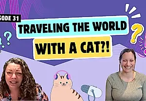 Viajar con un gato: mitos y realidad