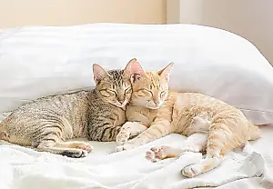 Нужен ли вашей кошке друг?